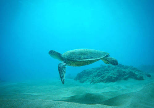 Free Floating Sea Turtle