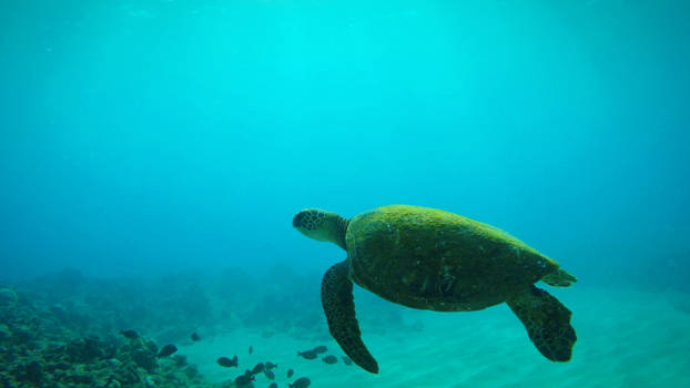 Moss Green Sea Turtle