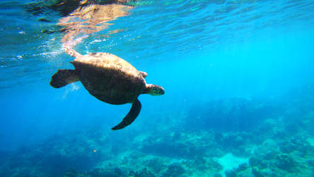 Dive! Dive! Dive! Green Sea Turtle