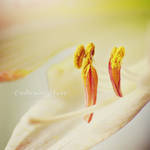 Amaryllis II by apricot-dreaming