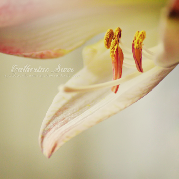 Amaryllis IV