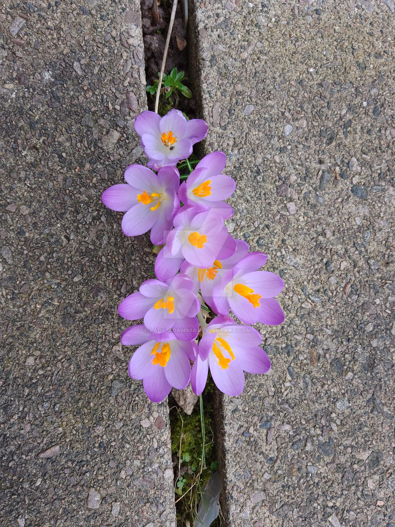 Early crocus by lady-Adams88 on DeviantArt