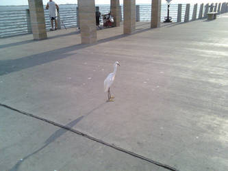 Ogle this egret