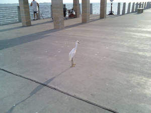 Ogle this egret