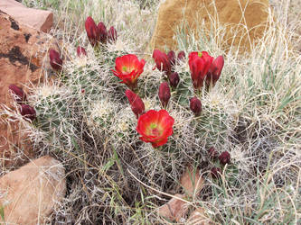 Blooming Cactus