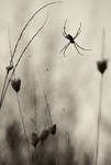 Melancholic Spider by GiorgosMaravelakis