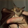 Pallid bat