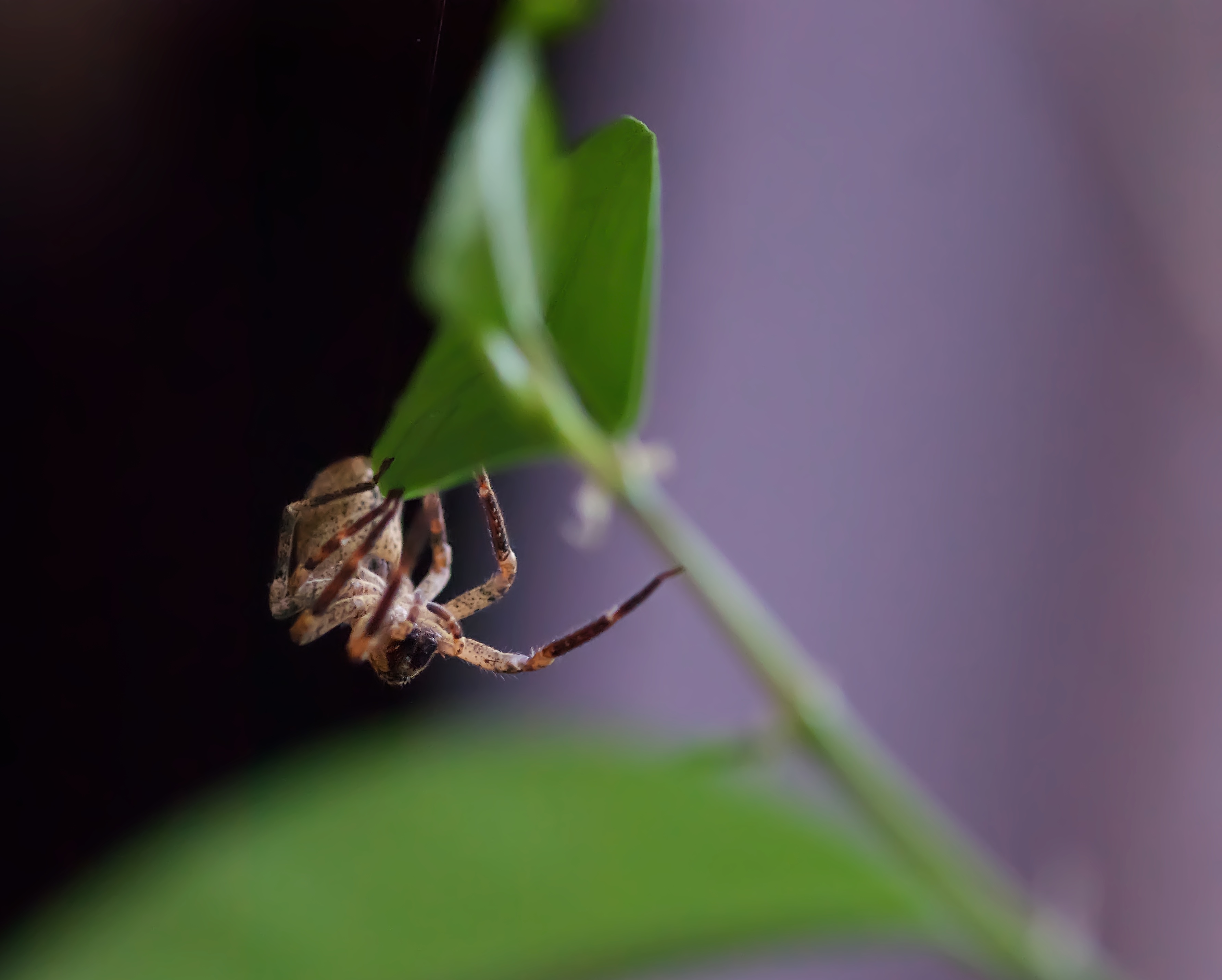 Young Wolf Spider