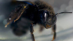 Black Bee Macro
