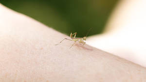 newly hatched baby mantises