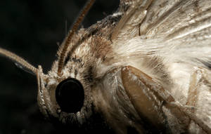 Moth in all it's eerie wonder
