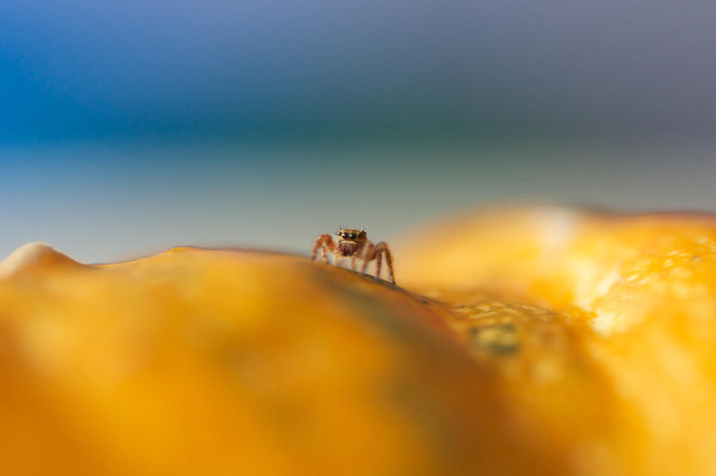 Jumping spider on a pumpkin