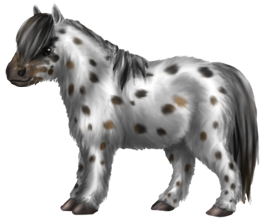 Quin: Miniature Horse Mare