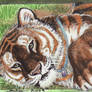 Ebryn- Relaxing Tigress