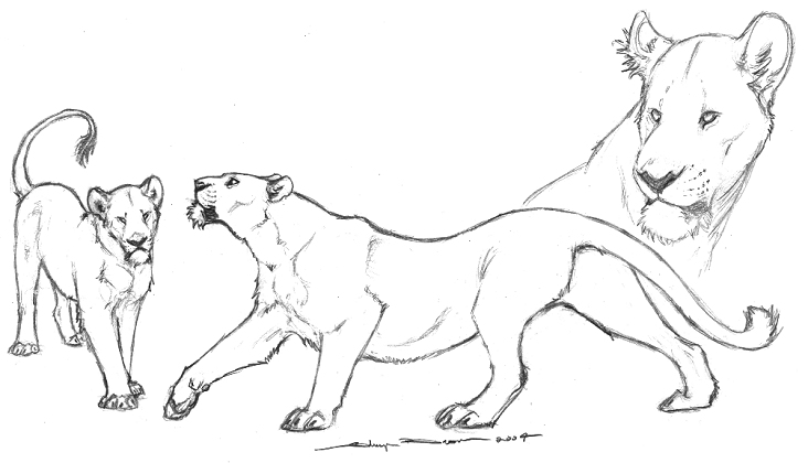 Lioness Differentiation