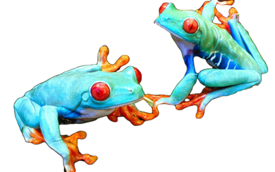 Green frogs