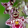 Orchid II