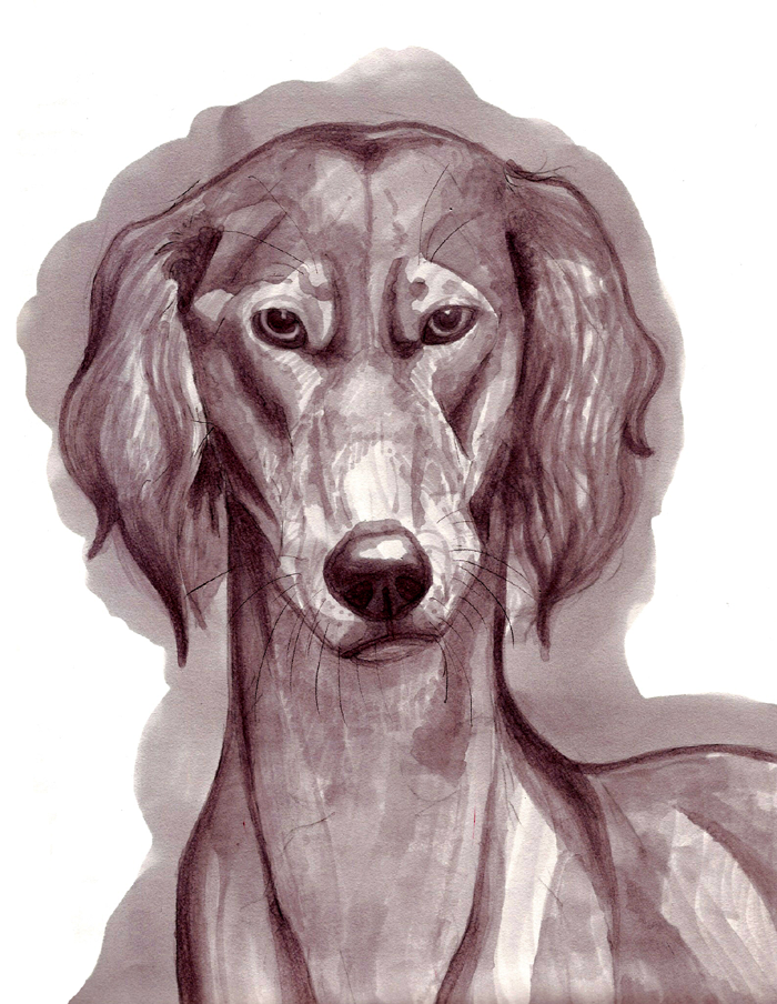 Saluki