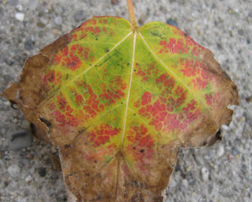 Colorful Leaf