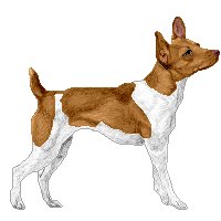 Rat Terrier