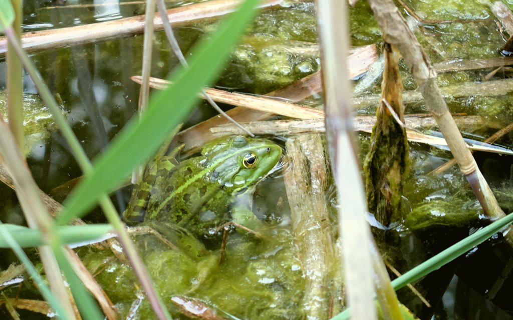 Teichfrosch