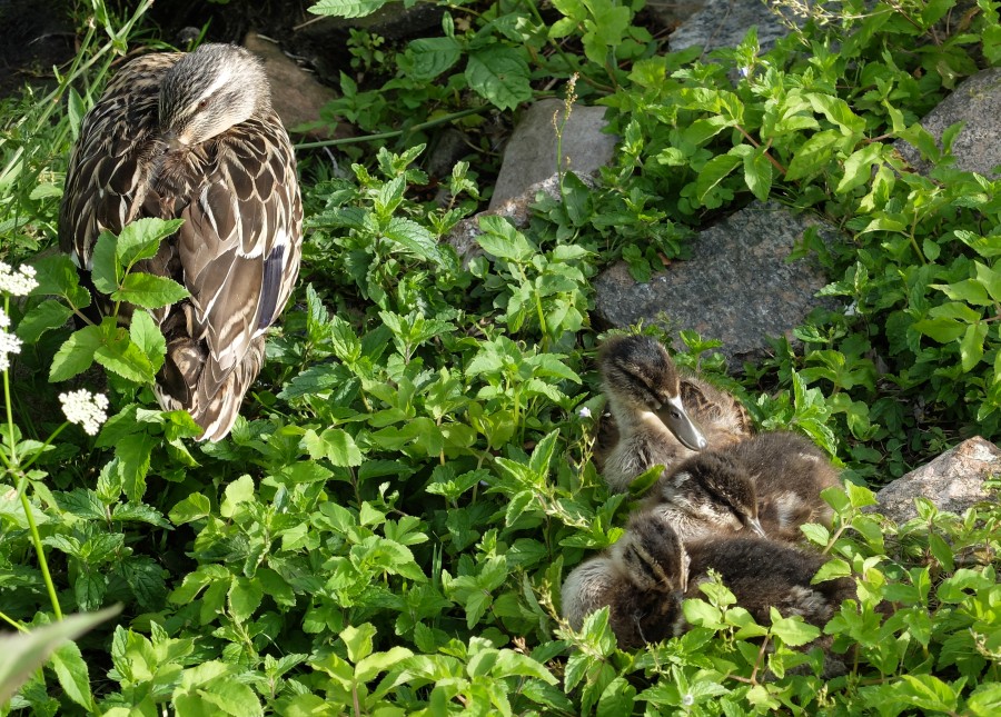 Muttiente mit Flauschis