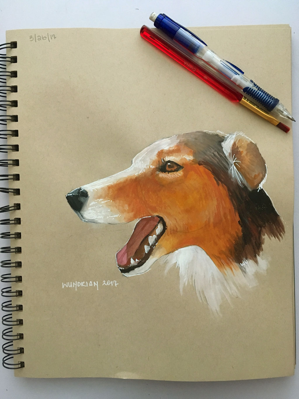 Daily Sketch #84 - Shetland Sheepdog