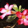 Desert Rose (adenium obesum)