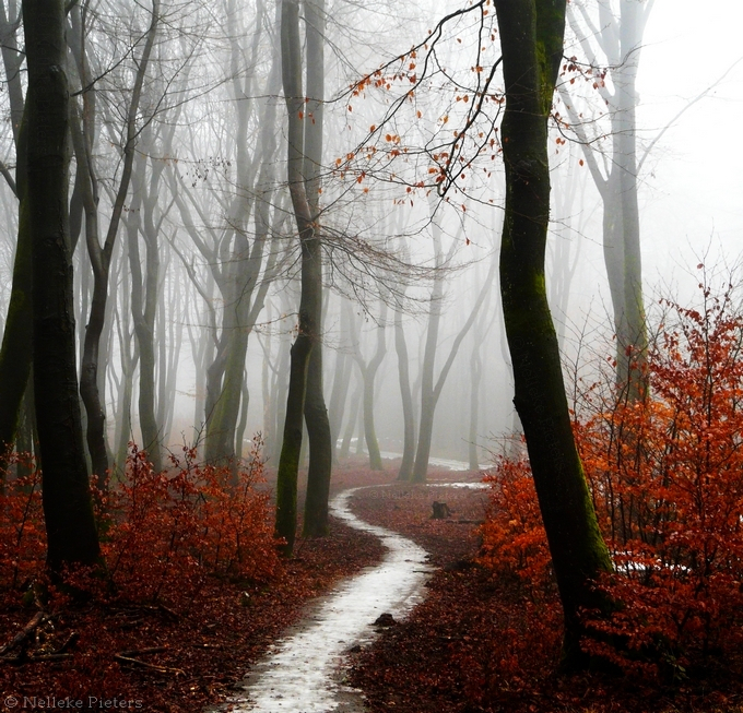 Scarlet Forest by Nelleke