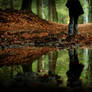 The Forest