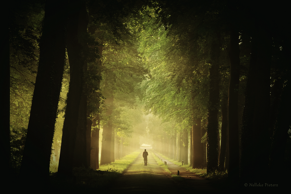 Morning Light >> Morning Light By Nelleke On Deviantart Morning Light >> Morning Light By Nelleke On Deviantart