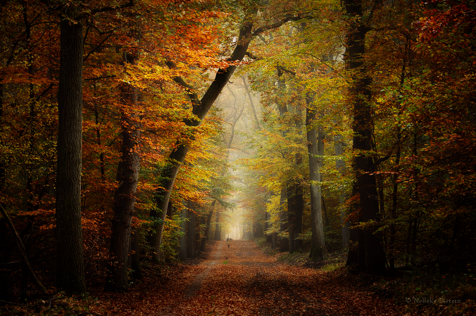 Enter by Nelleke