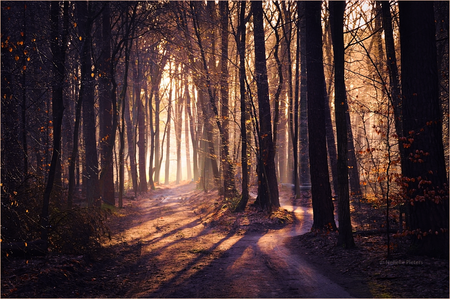 Winter Morning by Nelleke