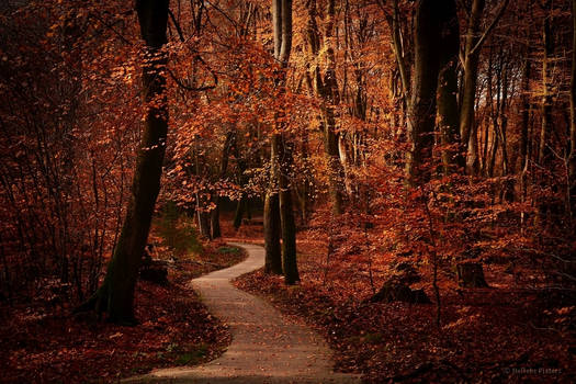 Autumn Path by Nelleke