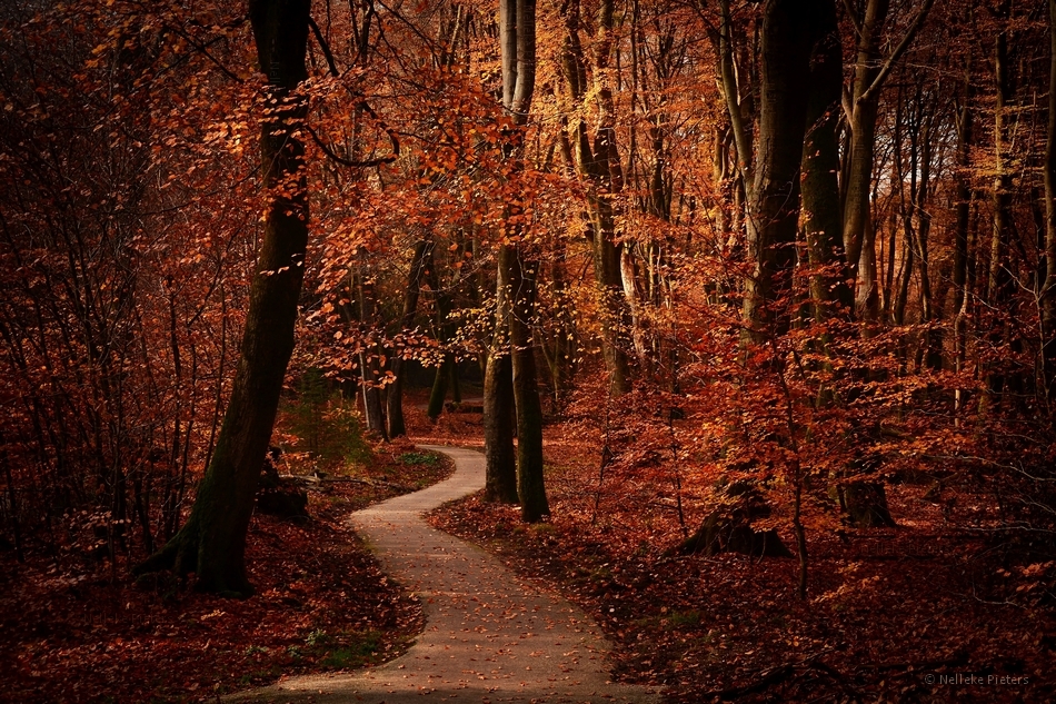 Autumn Path by Nelleke on DeviantArt