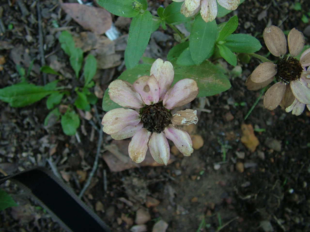 Wilted Flower