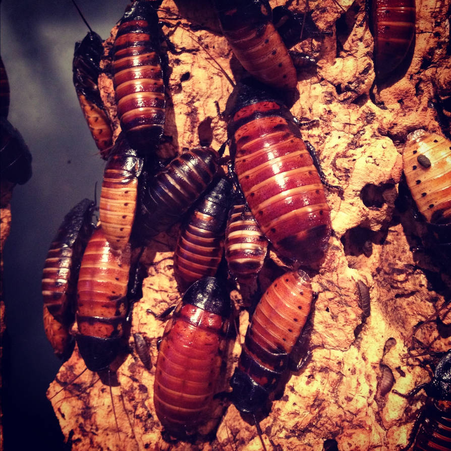 Cockroach Clusters by DarkAngel138 on DeviantArt