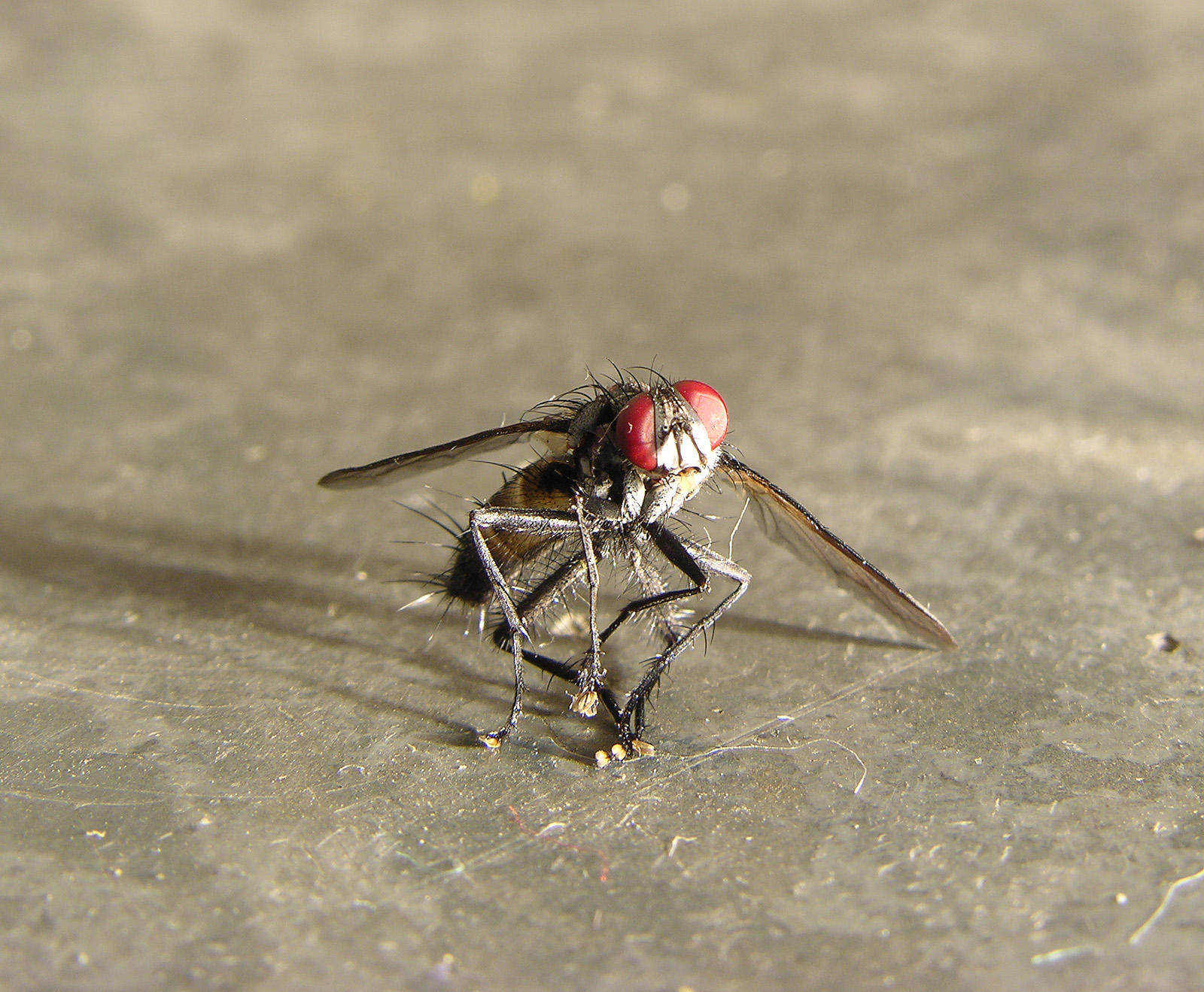 a dead fly II