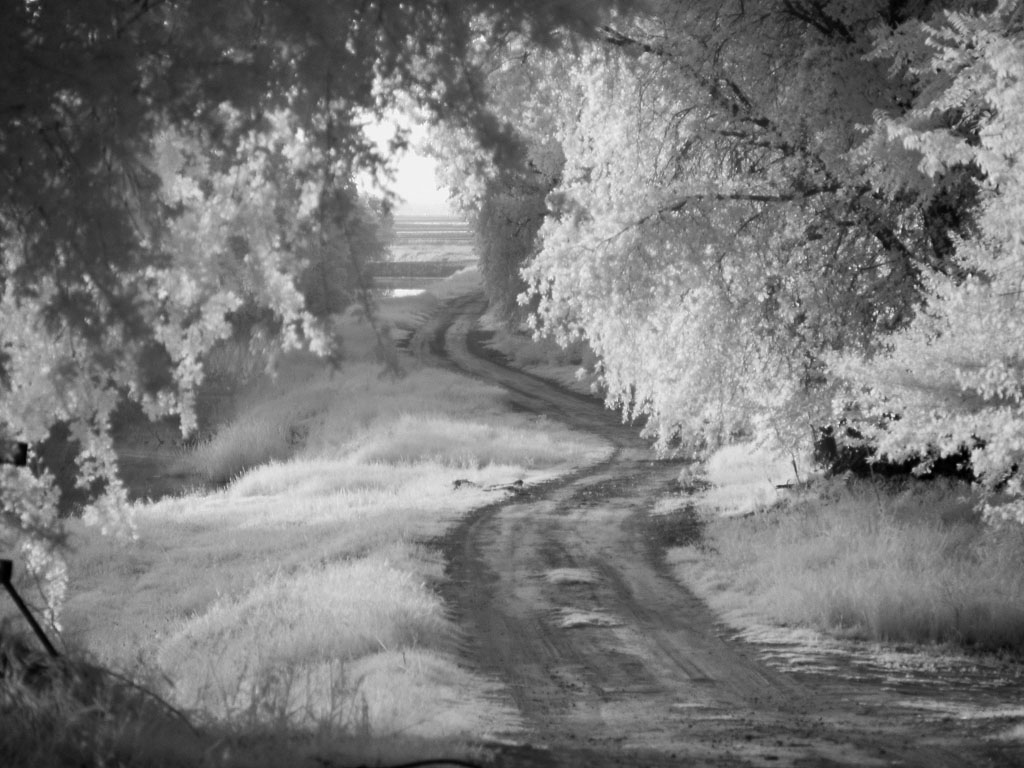 infrared::backroad canopy