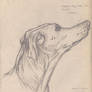 Greyhound