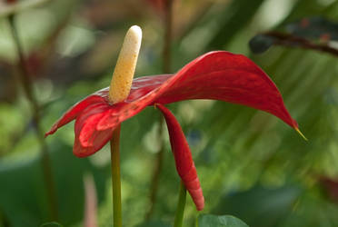 Anthurium Red