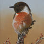 A stonechat (UK)