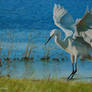 Little Egret at Elmley