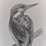 Drawn Kingfisher