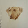 Hunting Dog(in progress)