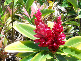 Hawaiian Flowers 2