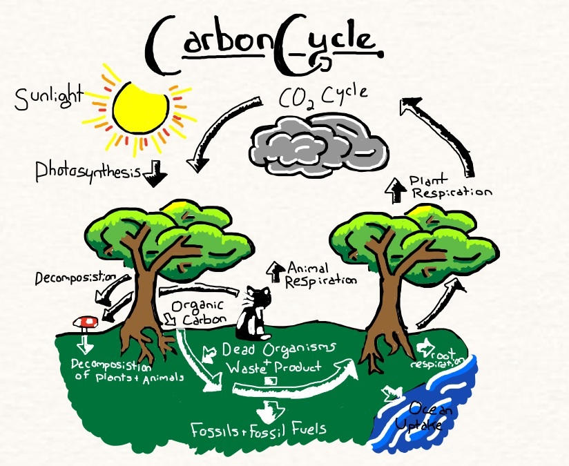 Carbon Cycle By Annanimus On DeviantArt
