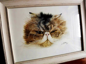 Drawing of Exotic LongHair Persian Cat