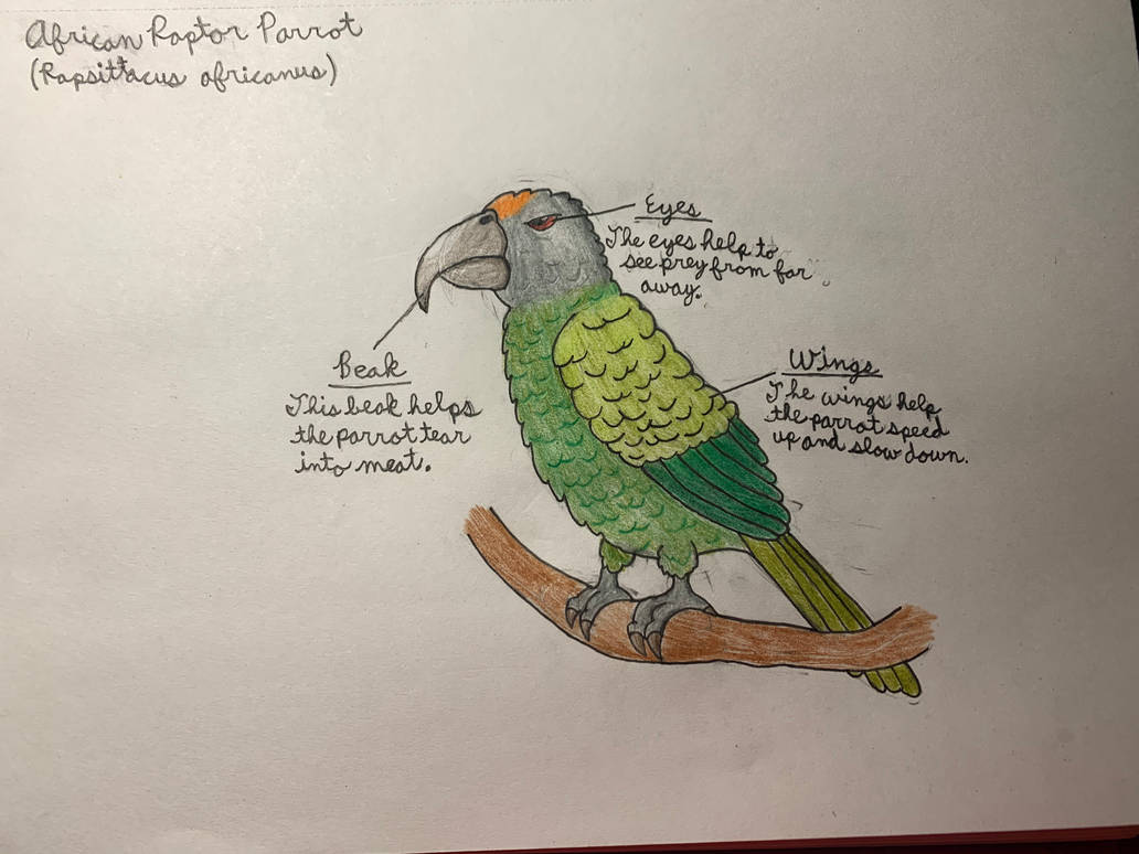 Parrot Raptor African Raptor Parrot by ScreenSamurai on DeviantArt