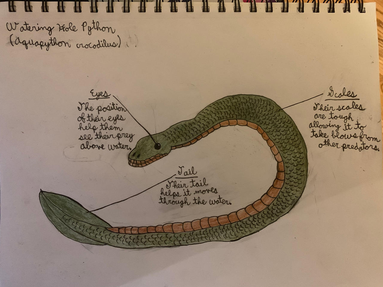 Watering Hole Python by ScreenSamurai on DeviantArt